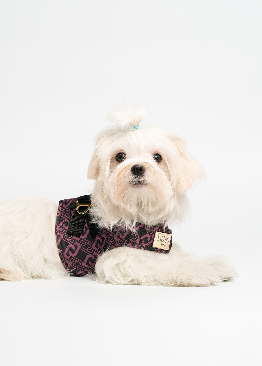 harnais pour animaux de compagnie liu jo
