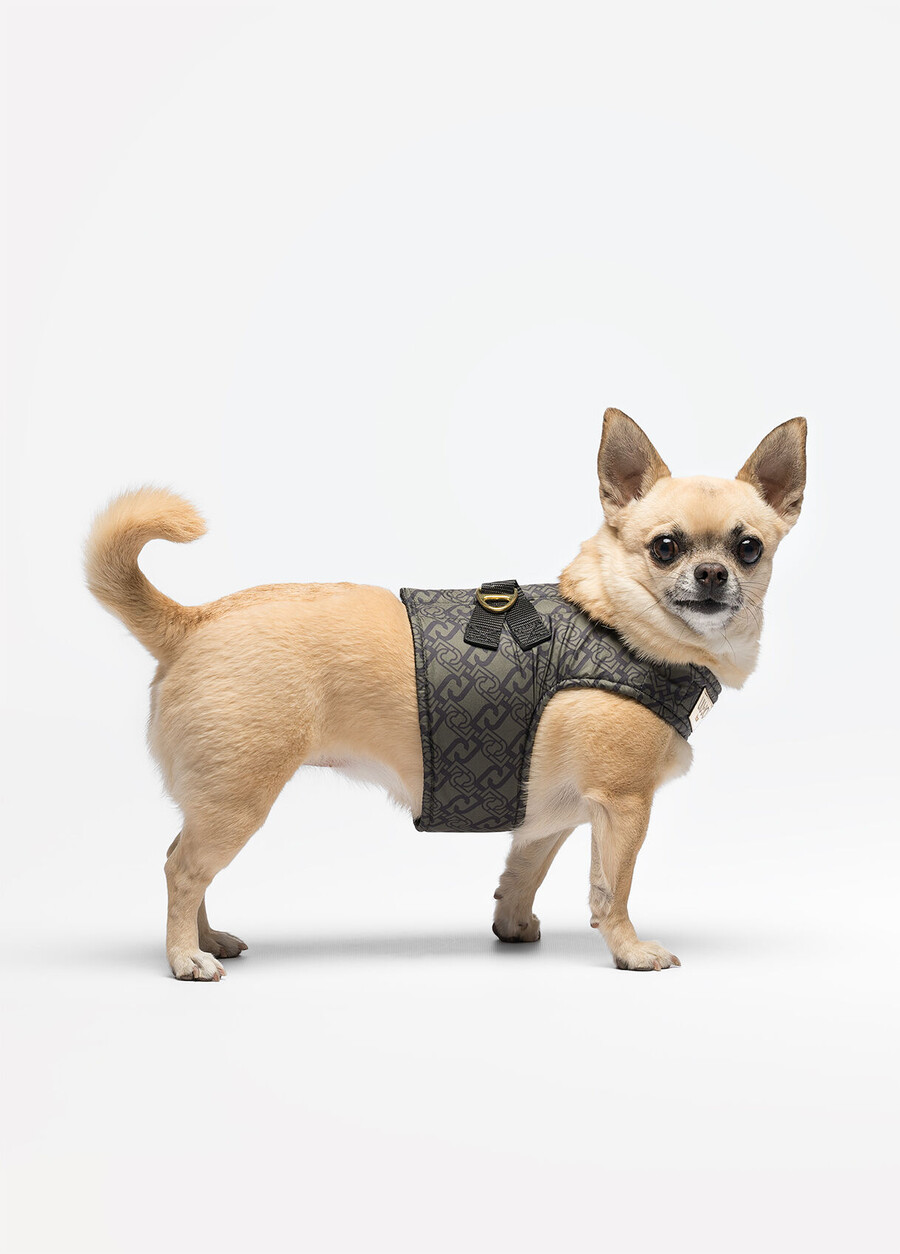 harnais pour animaux de compagnie liu jo
