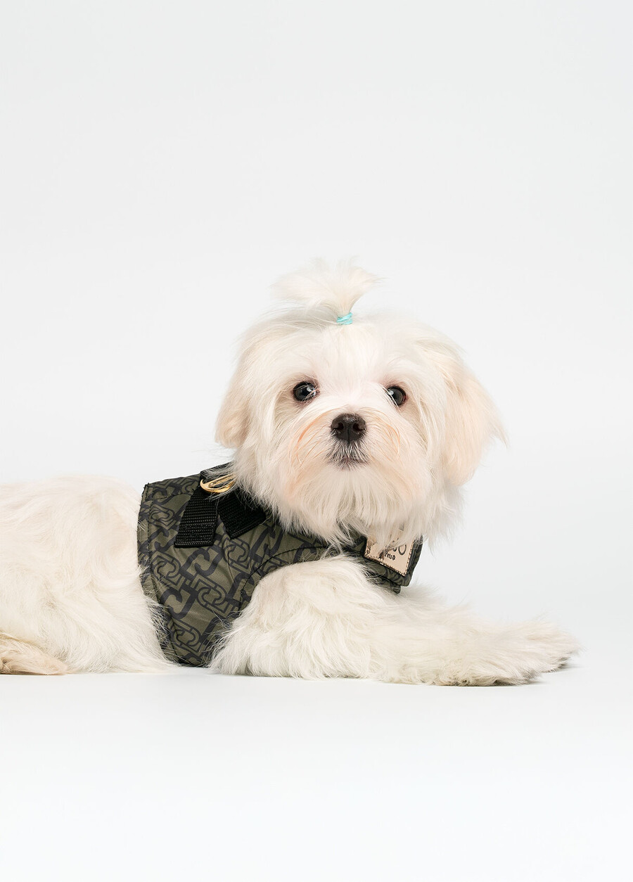 harnais pour animaux de compagnie liu jo