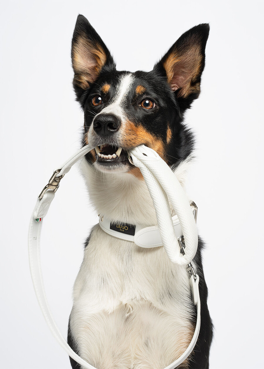 laisse grande taille liu jo pets