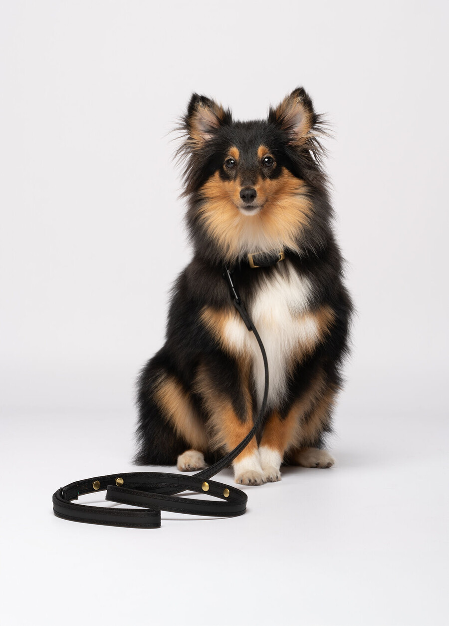 laisse pour animaux liu jo