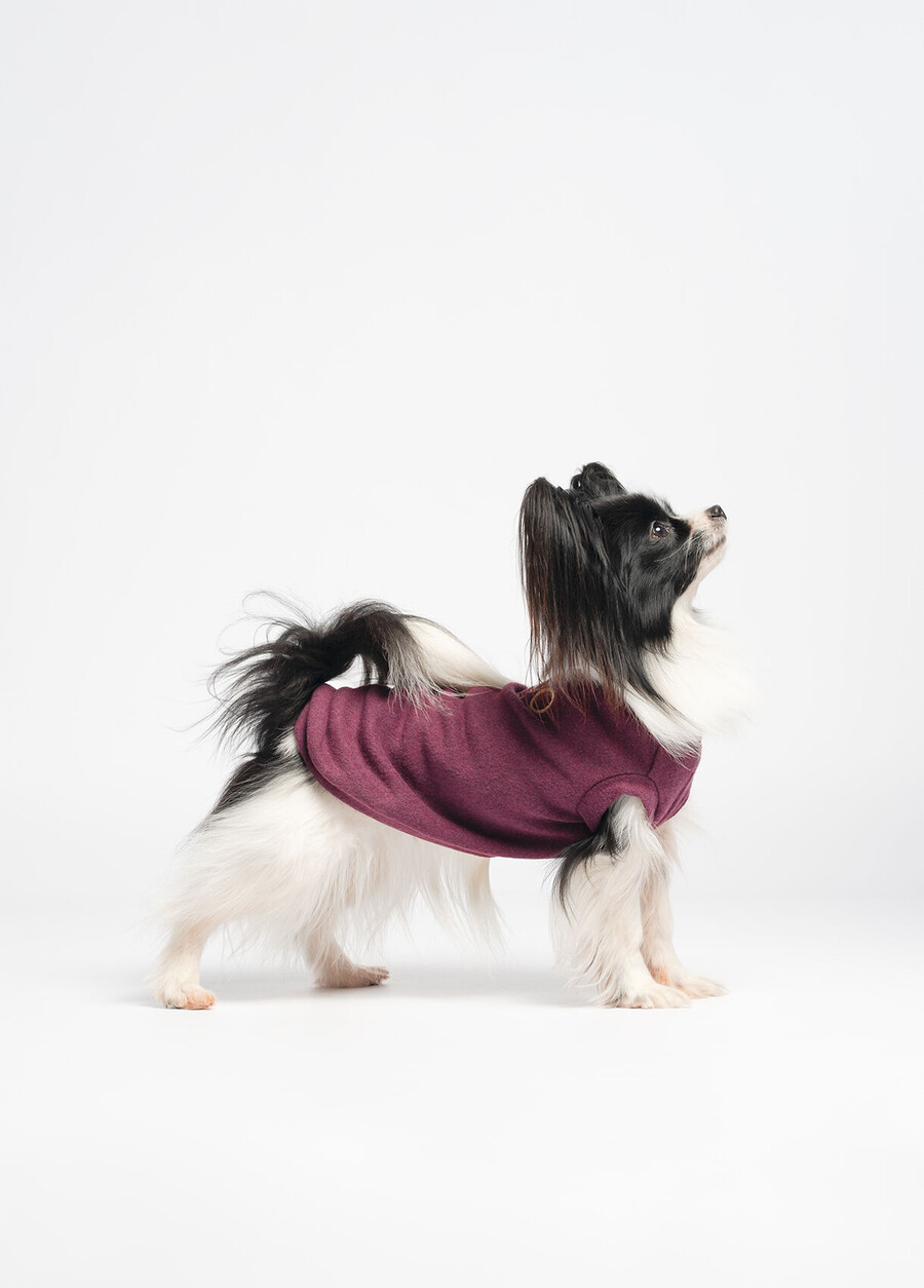 pull en coton liu jo pets