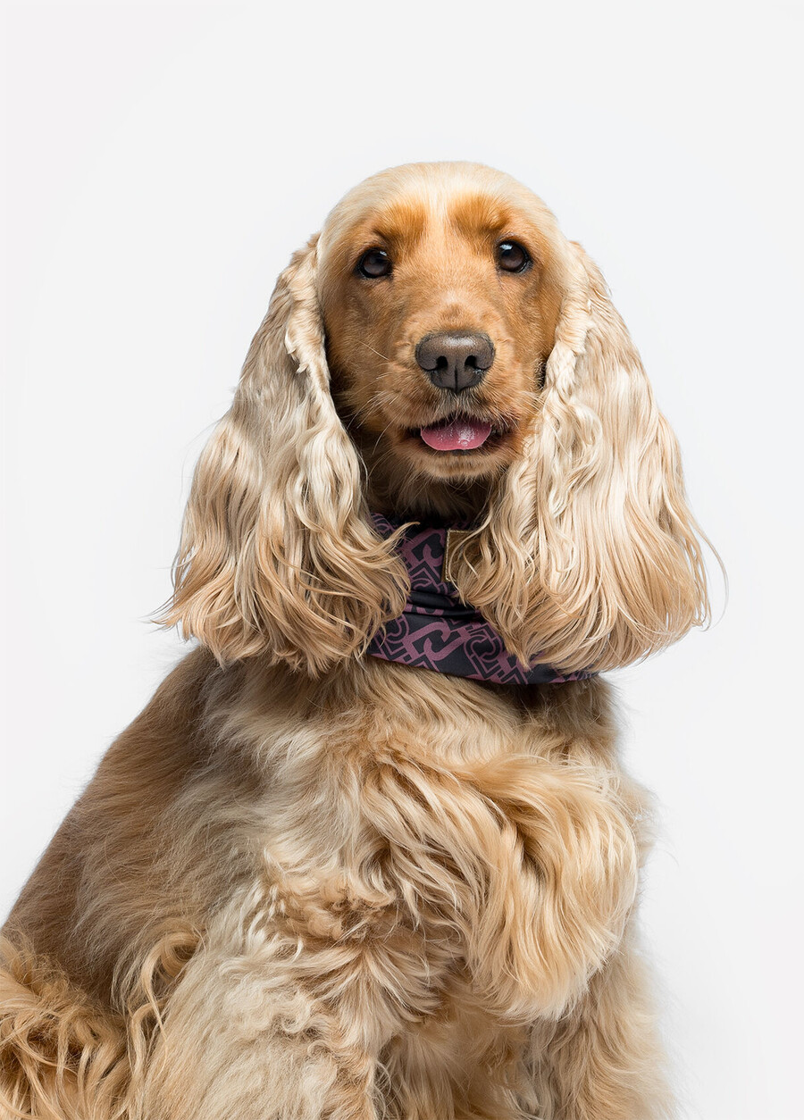 chauffe-oreilles et cache-cou liu jo pets