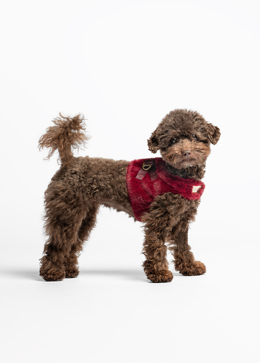 harnais pour ours en peluche liu jo pets