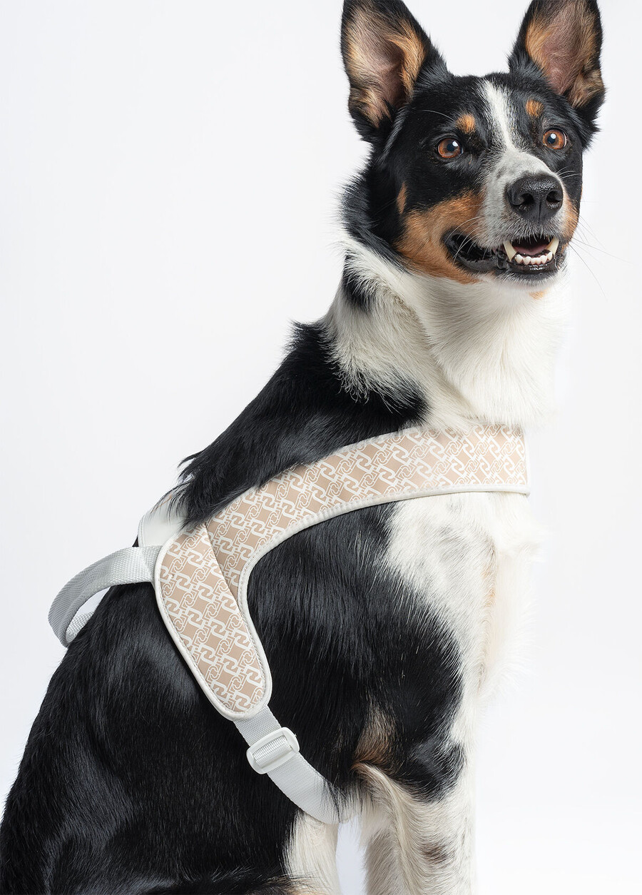 harnais liu jo pets pour animaux de compagnie grand modèle