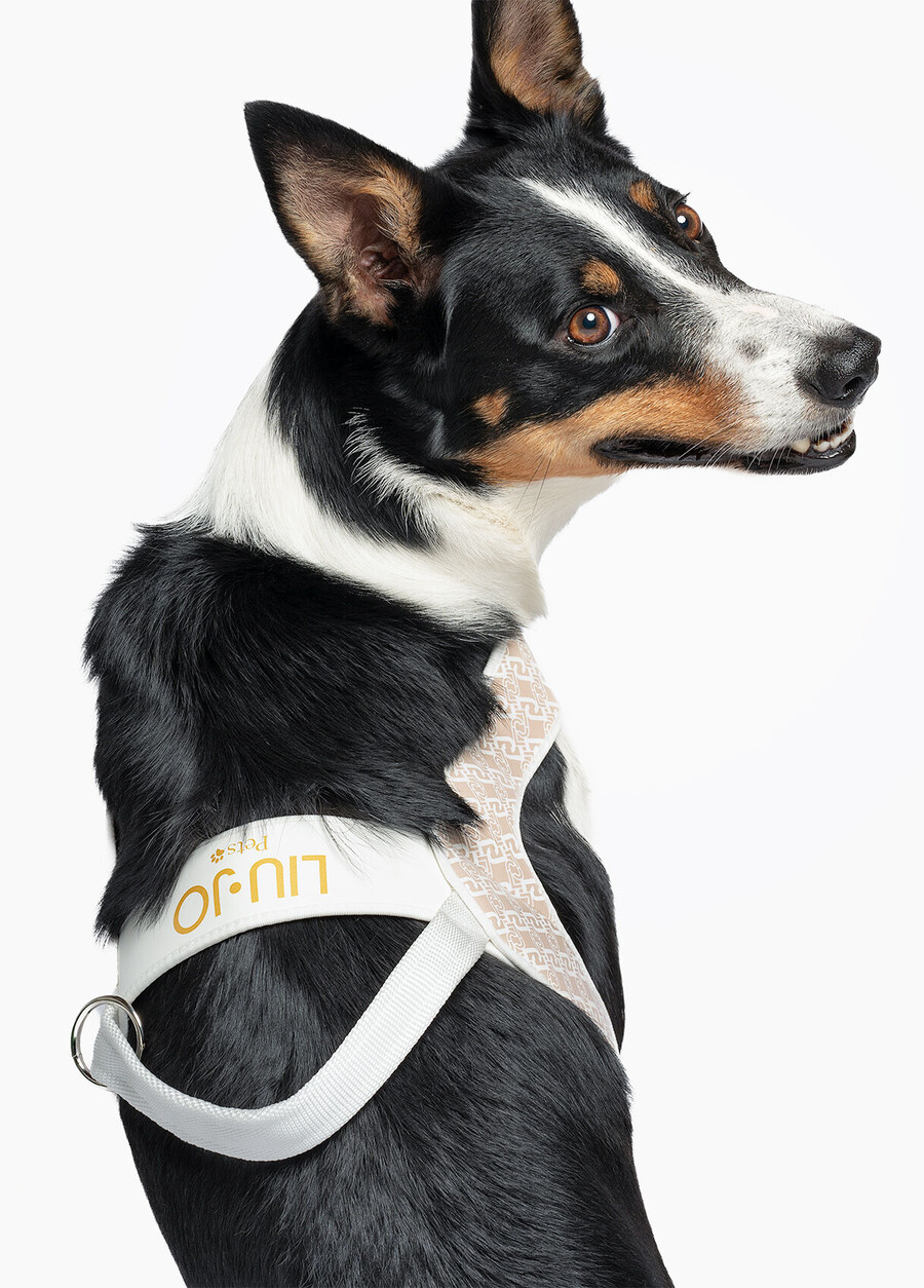 harnais liu jo pets pour animaux de compagnie grand modèle