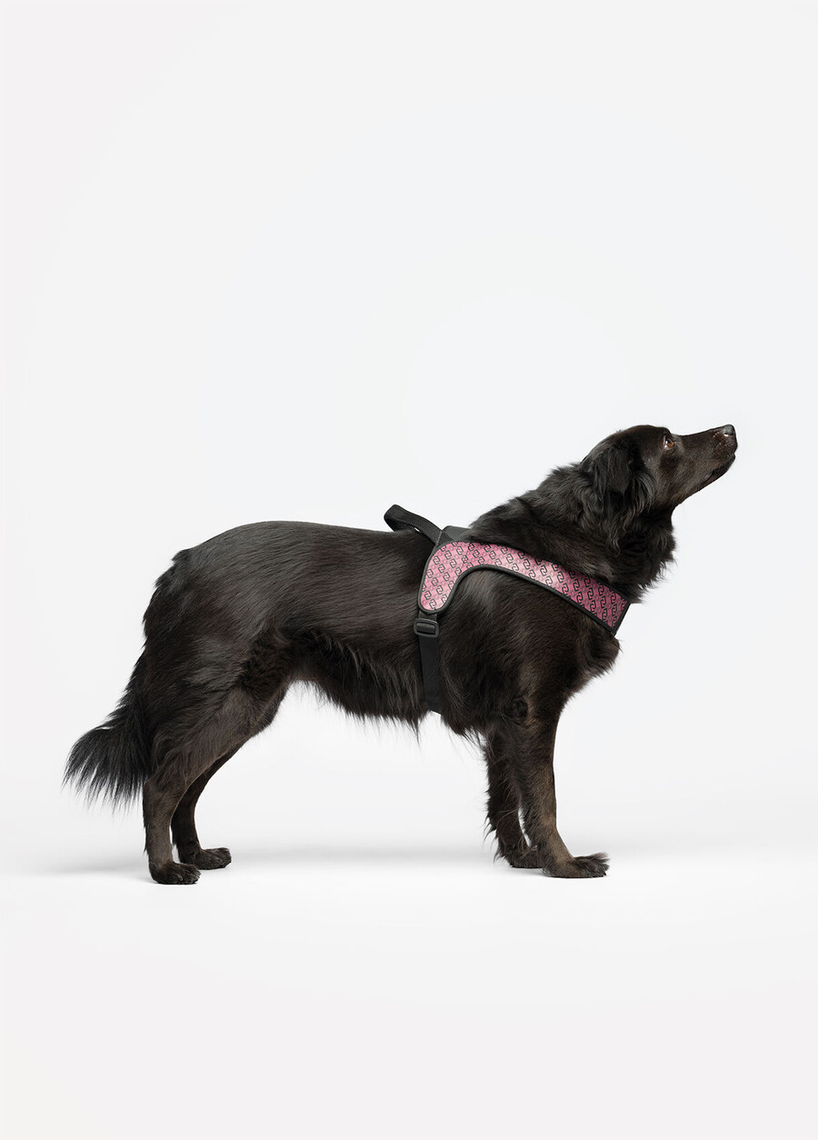 harnais liu jo pets pour animaux de compagnie grand modèle