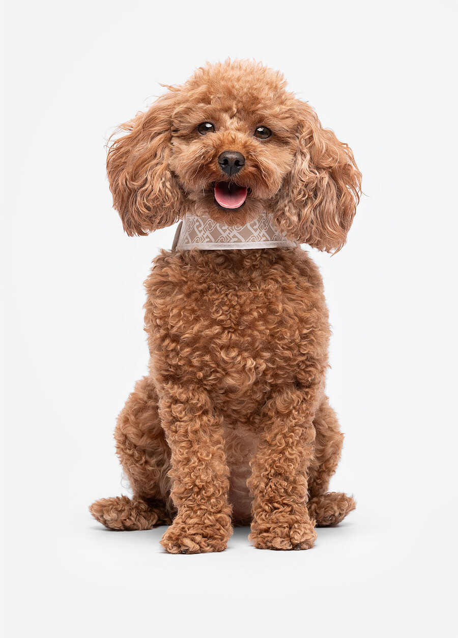 harnais pour animaux de compagnie liu jo