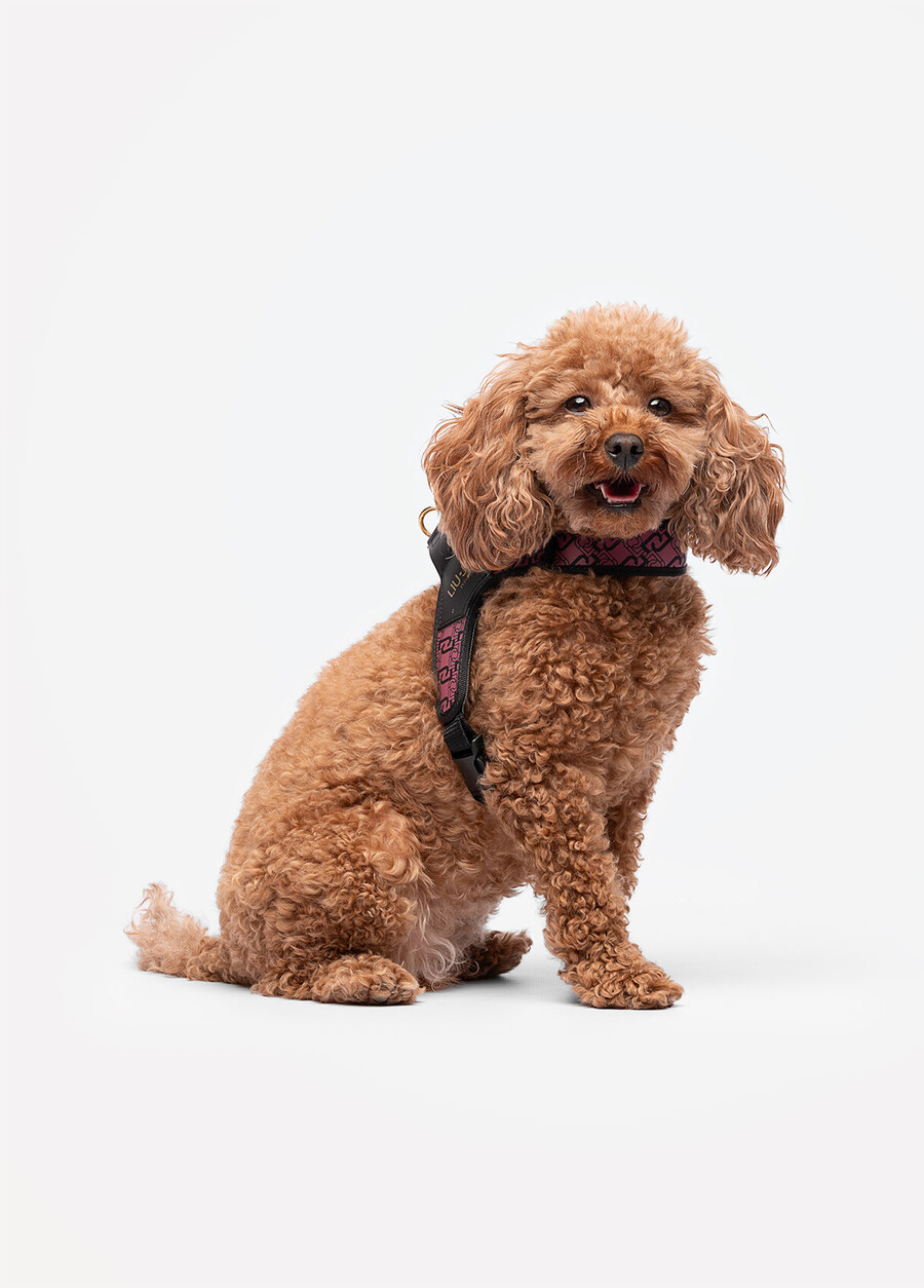 harnais pour animaux de compagnie liu jo