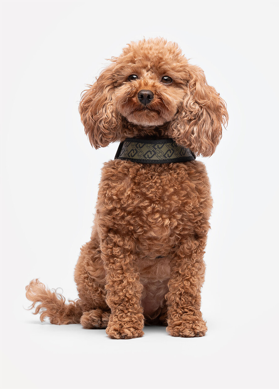 harnais pour animaux de compagnie liu jo