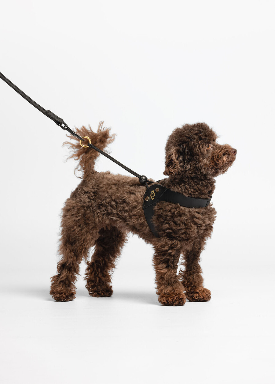 harnais pour animaux de compagnie liu jo